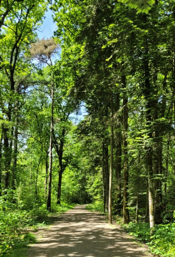 Bois de Sœuvres psychologues rennes